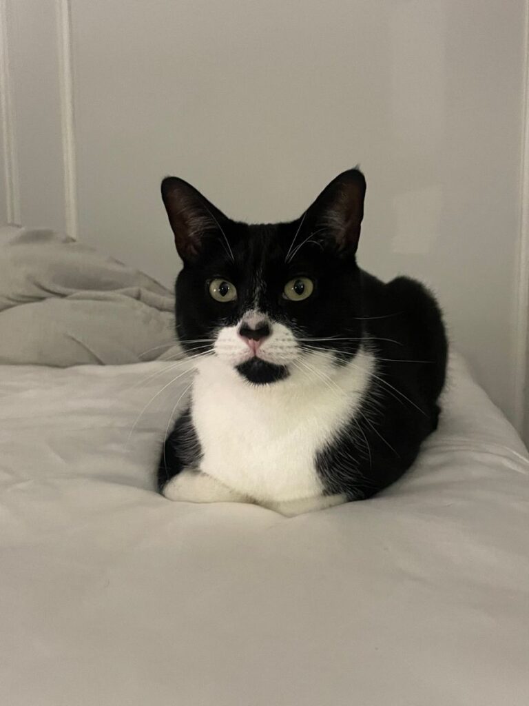 Cat lounging inside the apartment in Washington Heights