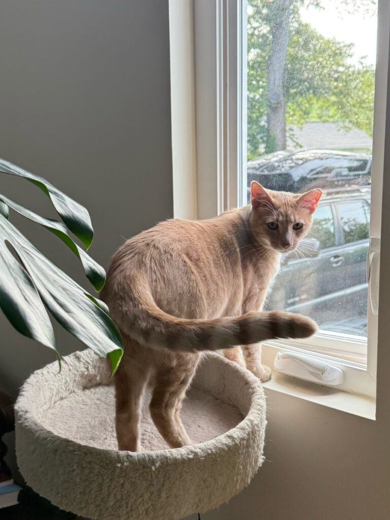 2 week Asheville nc itinerary