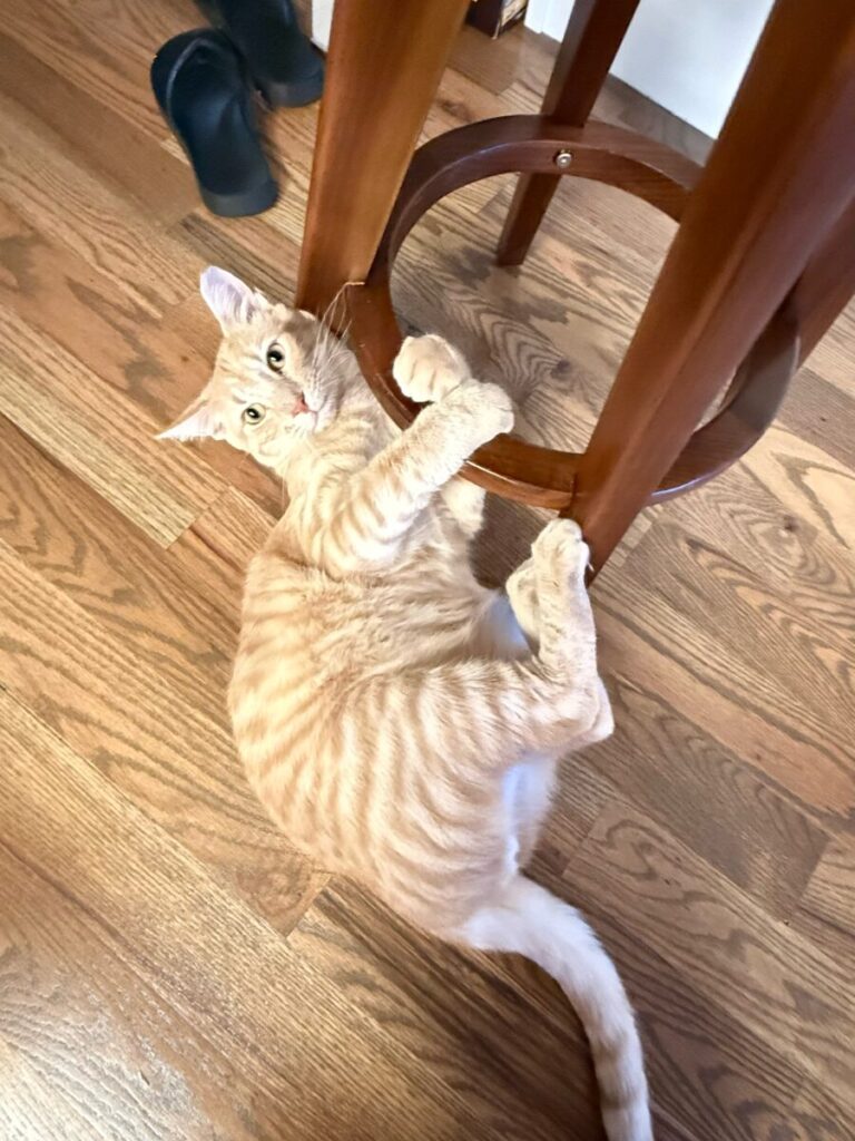 trusted house sitter review