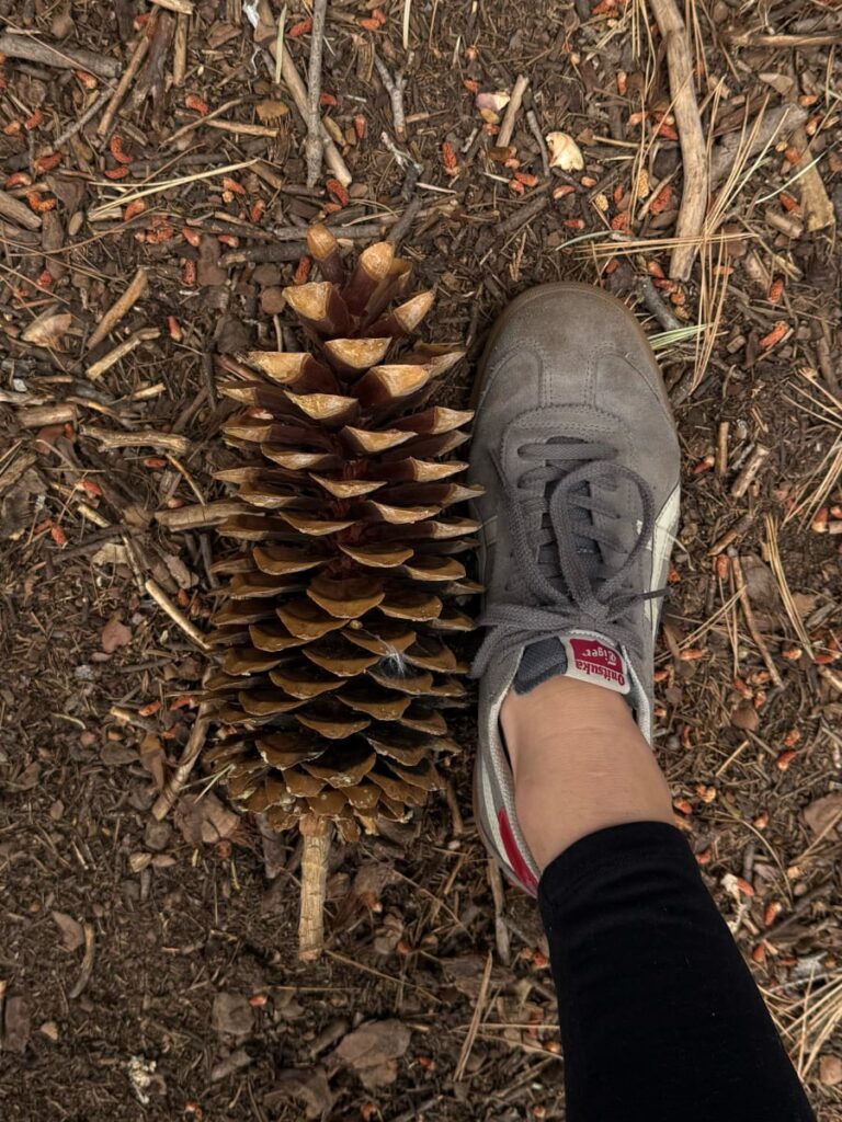 free camping in yosemite