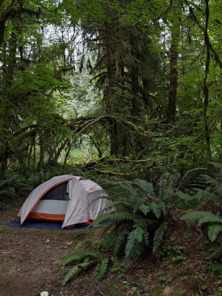 camping in olympic national park