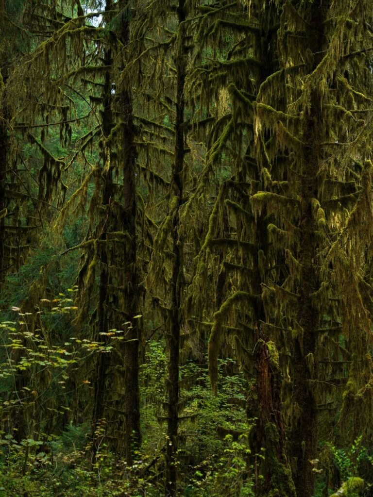 moss trees in the hoh rainforest
