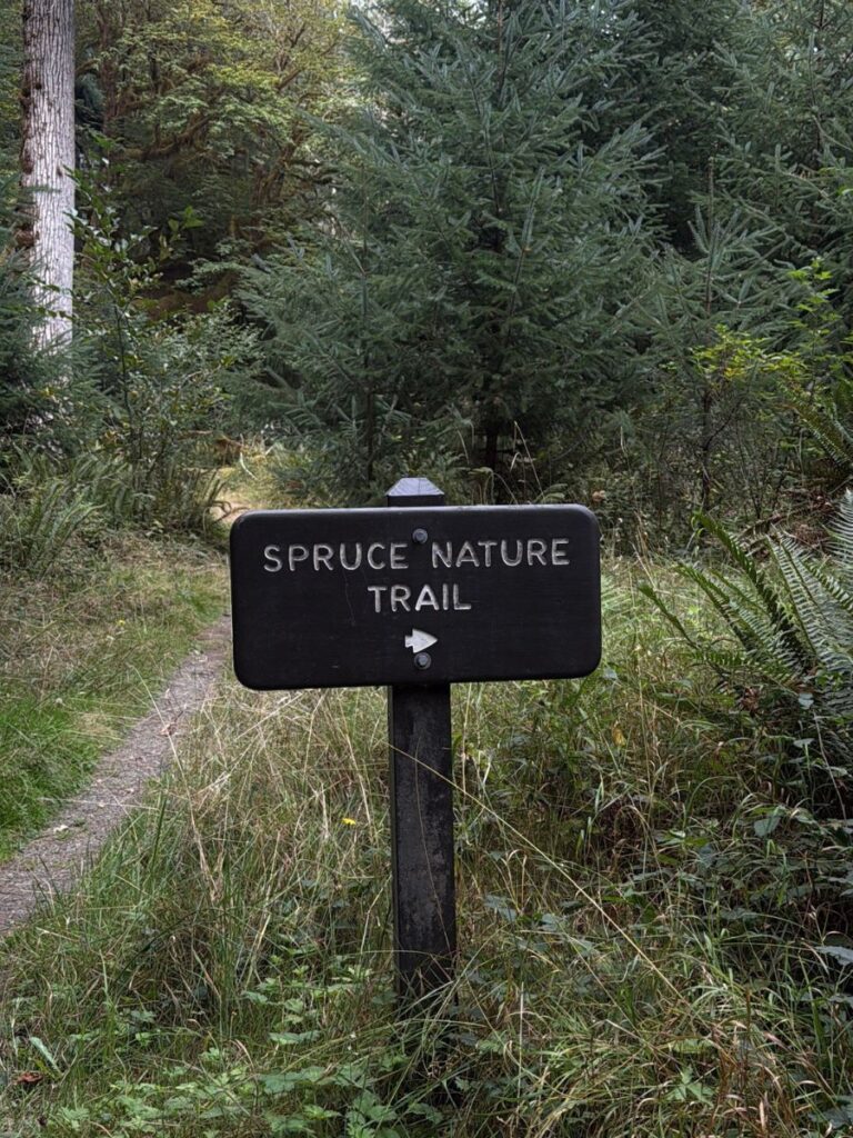 spruce nature trail in the hoh rainforest