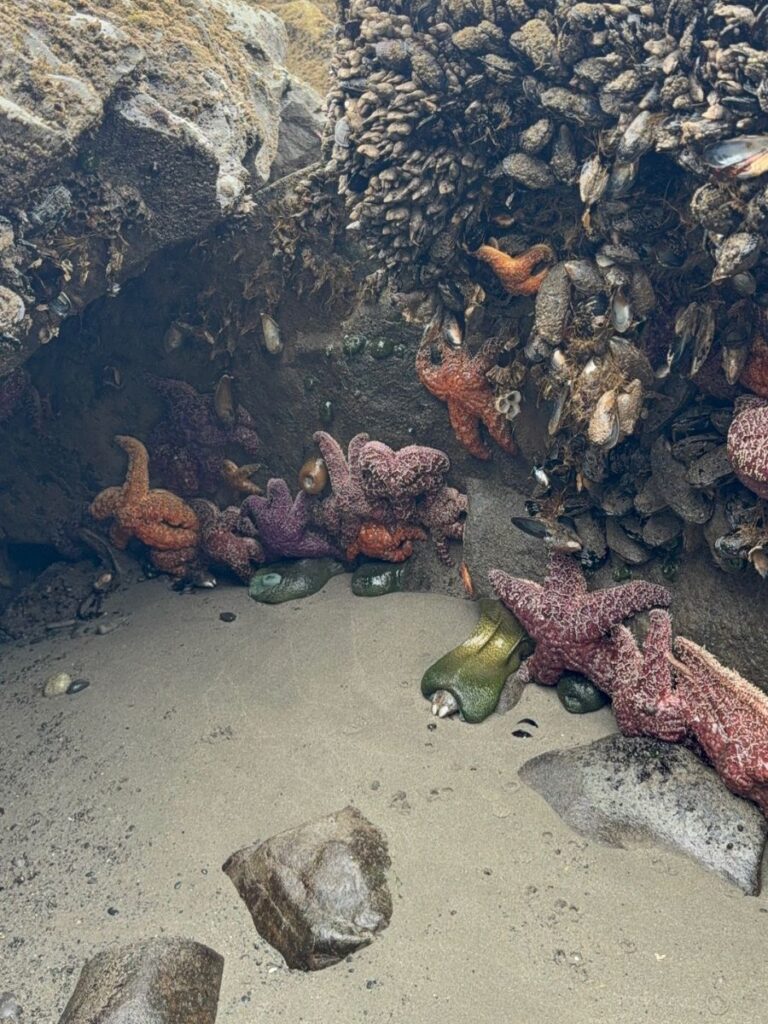 Tide pools in olympic national park