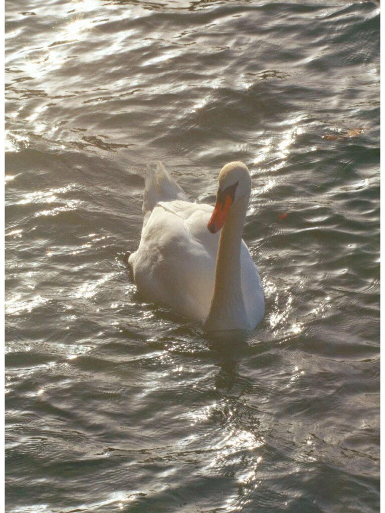 Step-by-step guide to manifest through quantum physics and mindfulness.