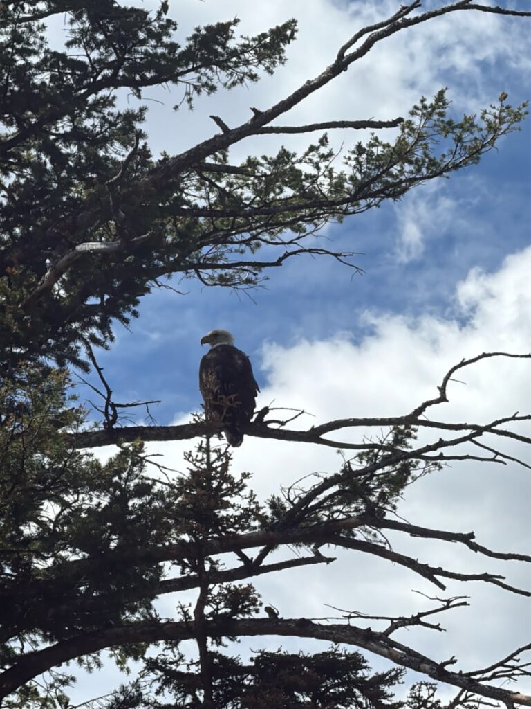 wildlife in Grand Teton national park