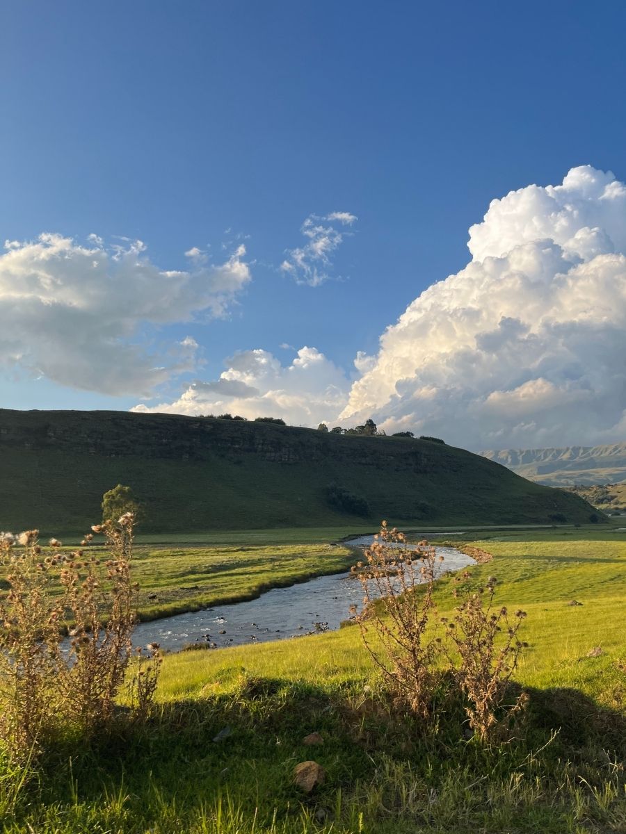 view of green grass while traveling