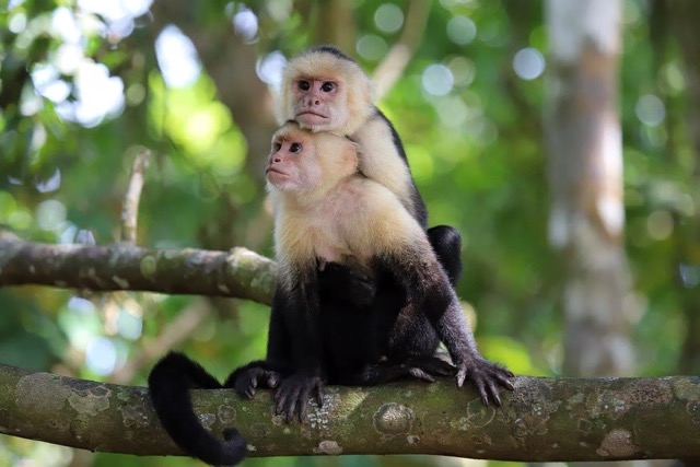 capuchin monkey sitting in a tree in cahuita national park