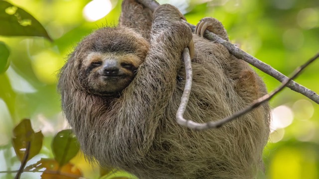 a sloth hanging from a tree in cahuita national park 