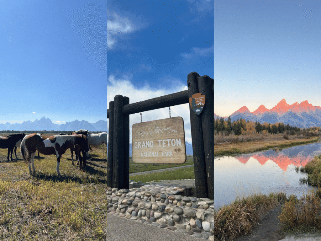 a group of horses ready to go on a tour of grand teton national park
