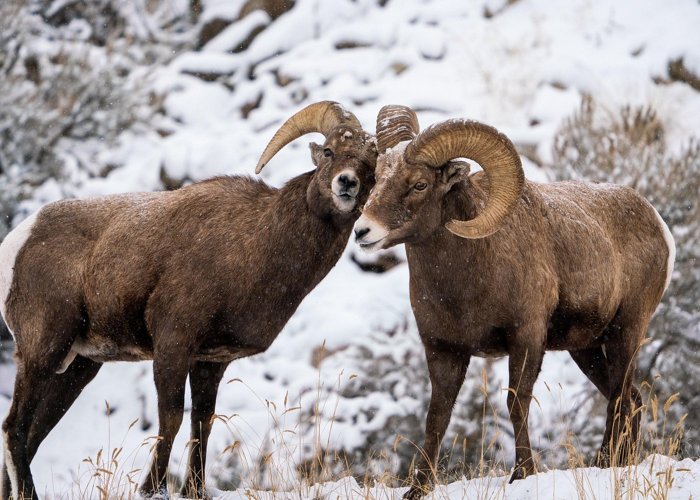 top rated wildlife your in the grand teton national park