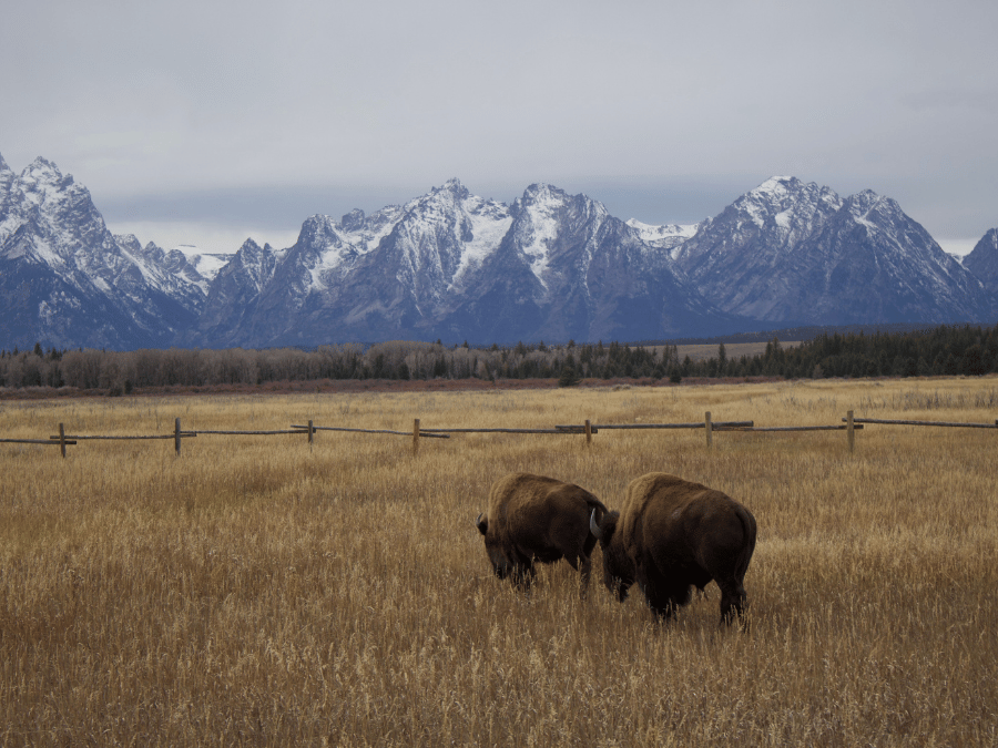a herd of bison eating in the field with the tetons in the background